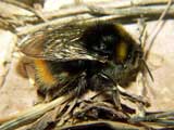 Bombus pratorum 